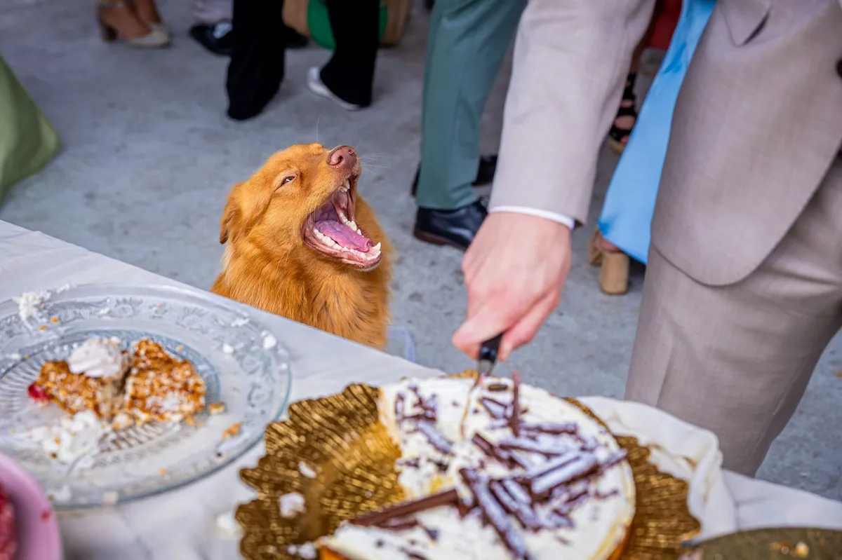 Een hondje kijkt met open bek naar de taartentafel terwijl de taart wordt aangesneden